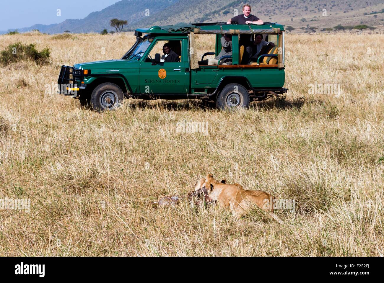 Kenya Masai Mara National Reserve lioness (Panthera leo Stock Photo - Alamy