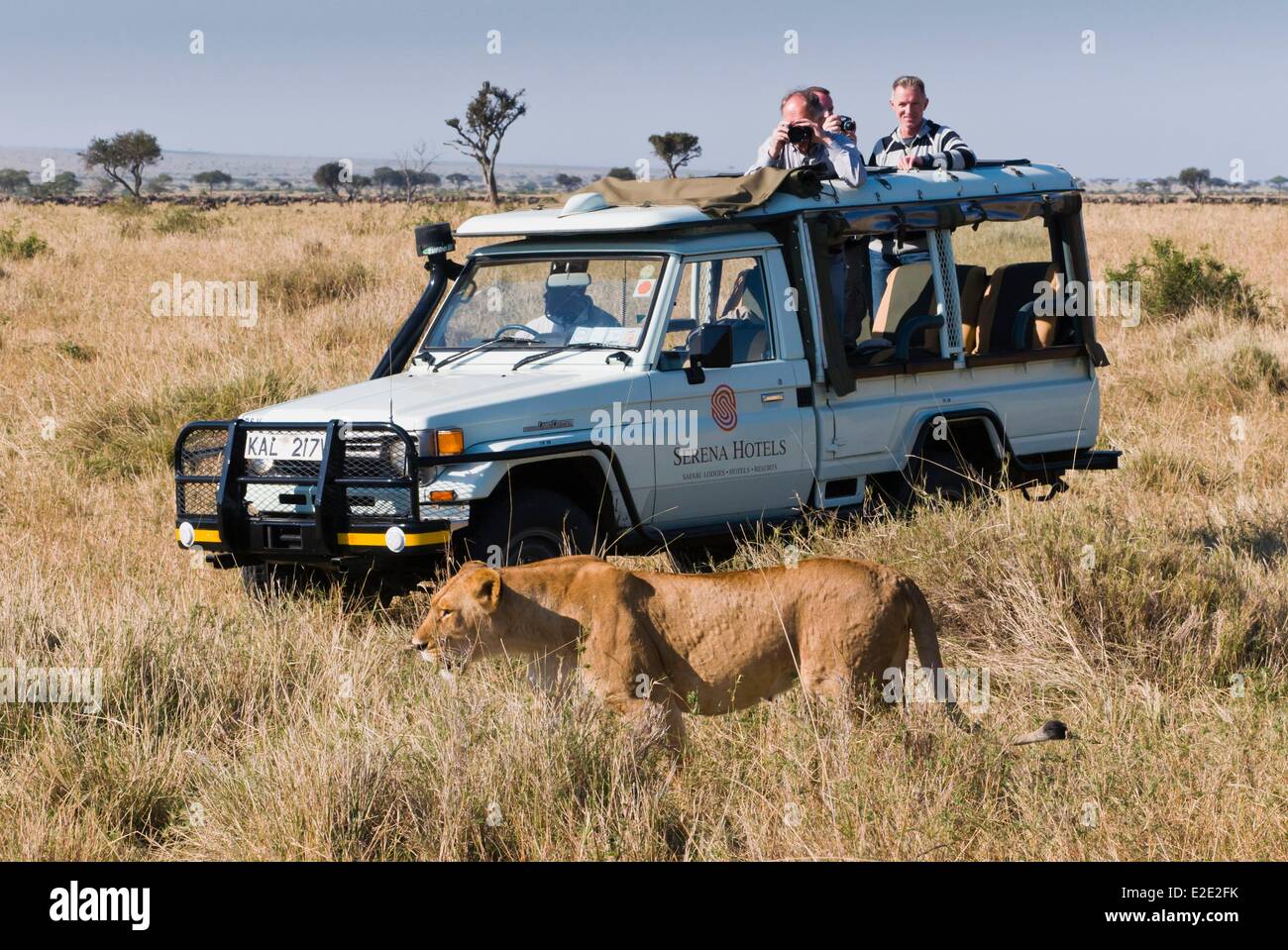 Kenya Masai Mara National Reserve lioness (Panthera leo Stock Photo - Alamy