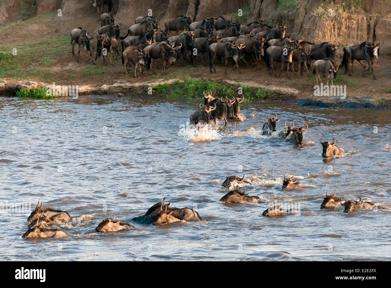 Kenya Masai Mara National Reserve herd of blue wildebeest (brindled gnu) (Connochaetes taurinus) crossing river Mara Stock Photo