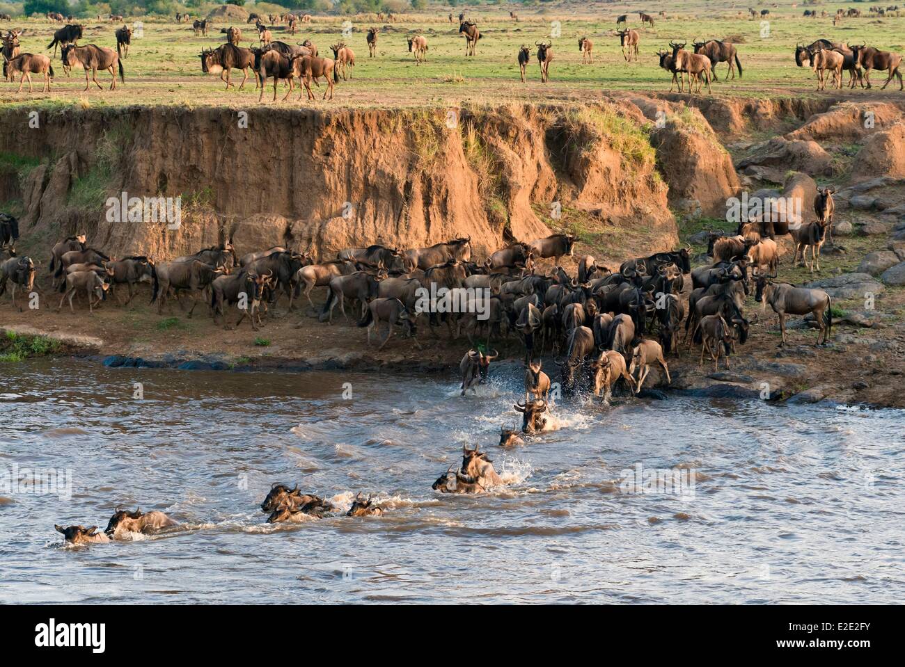 Kenya Masai Mara National Reserve herd of blue wildebeest (brindled gnu) (Connochaetes taurinus) crossing river Mara Stock Photo
