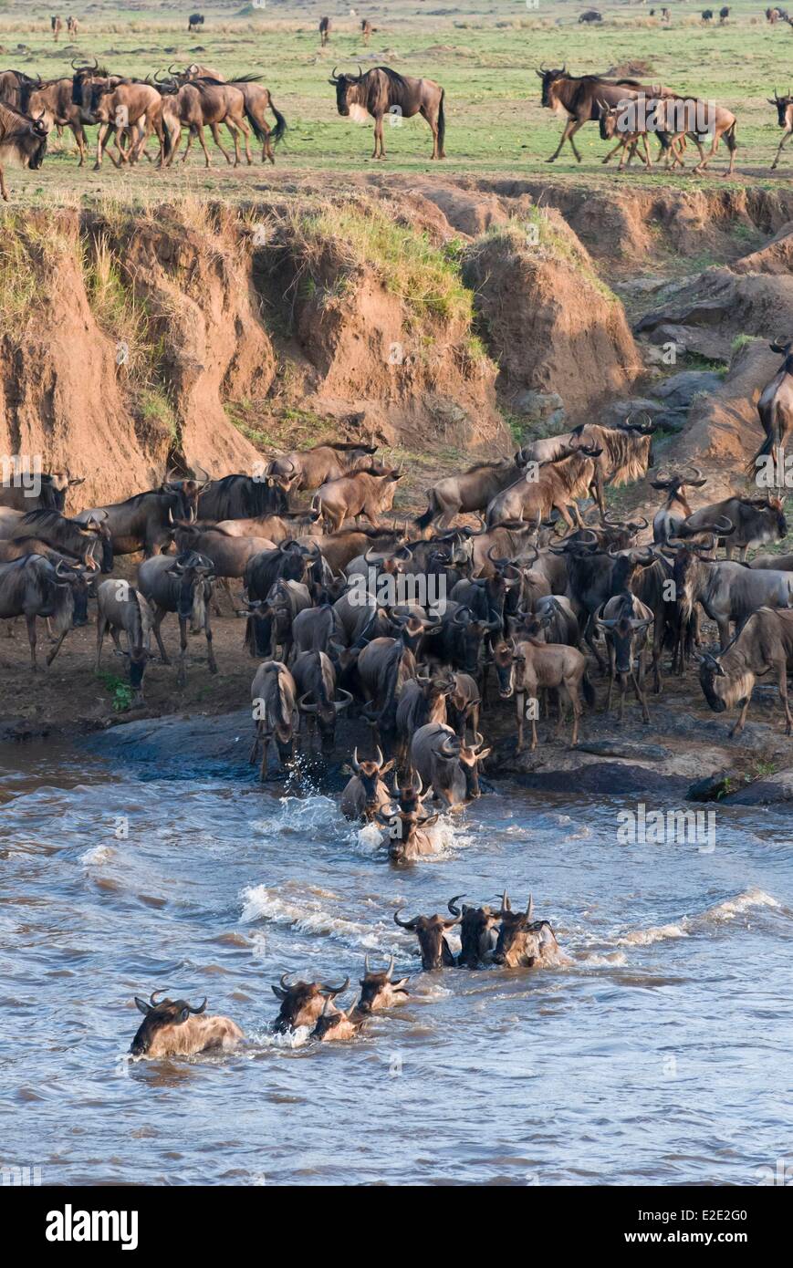 Kenya Masai Mara National Reserve herd of blue wildebeest (brindled gnu) (Connochaetes taurinus) crossing river Mara Stock Photo