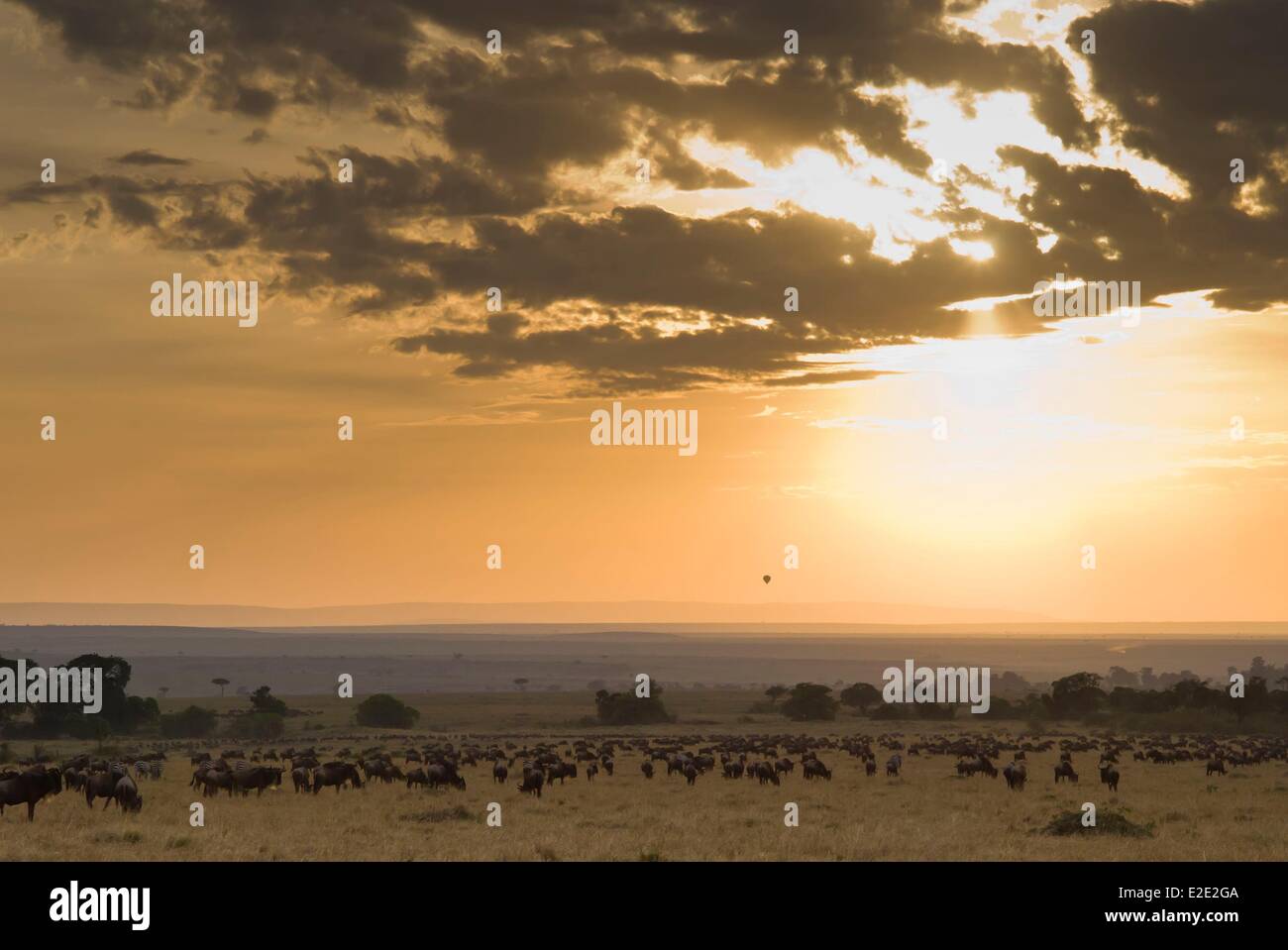 Kenya Masai Mara National Reserve herd of wildebeest (Connochaetes taurinus)in the savannah Stock Photo
