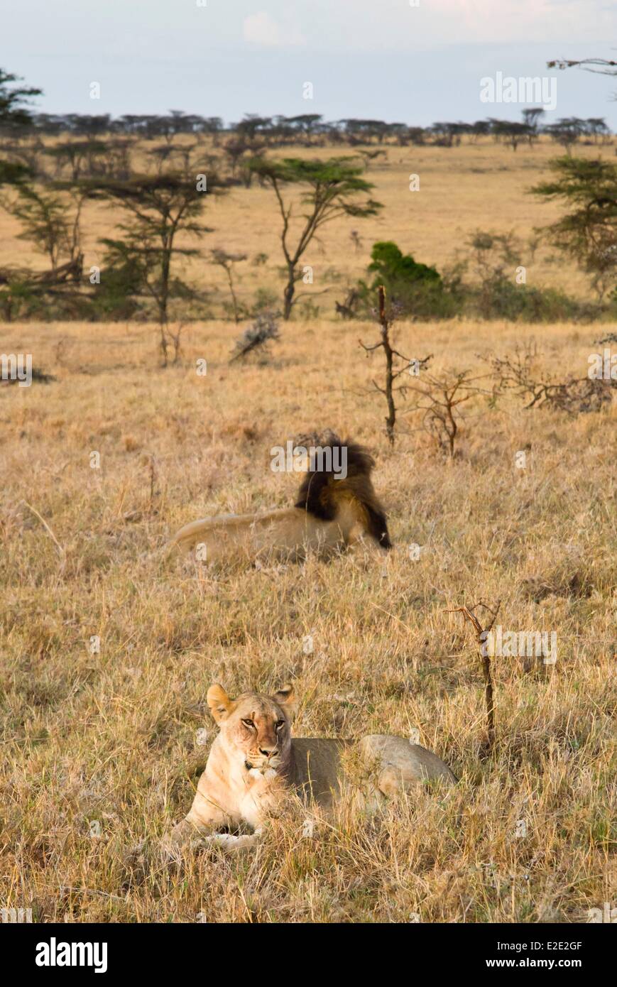 Kenya Masai Mara National Reserve lions (Panthera leo Stock Photo - Alamy