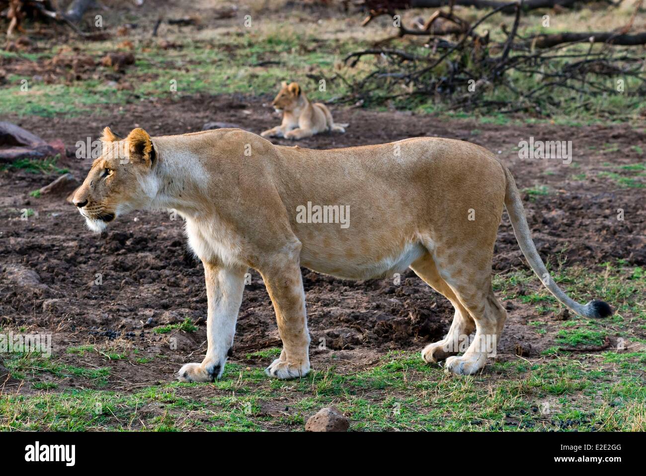 Kenya Masai Mara National Reserve lioness (Panthera leo Stock Photo - Alamy