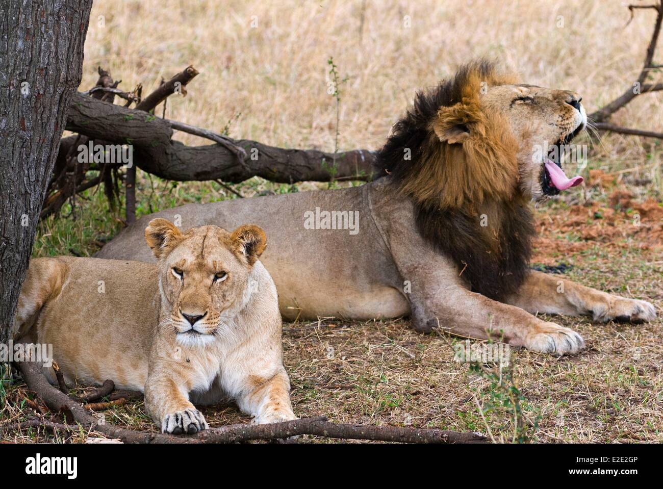 Kenya Masai Mara National Reserve Lion and lioness (Panthera leo Stock ...