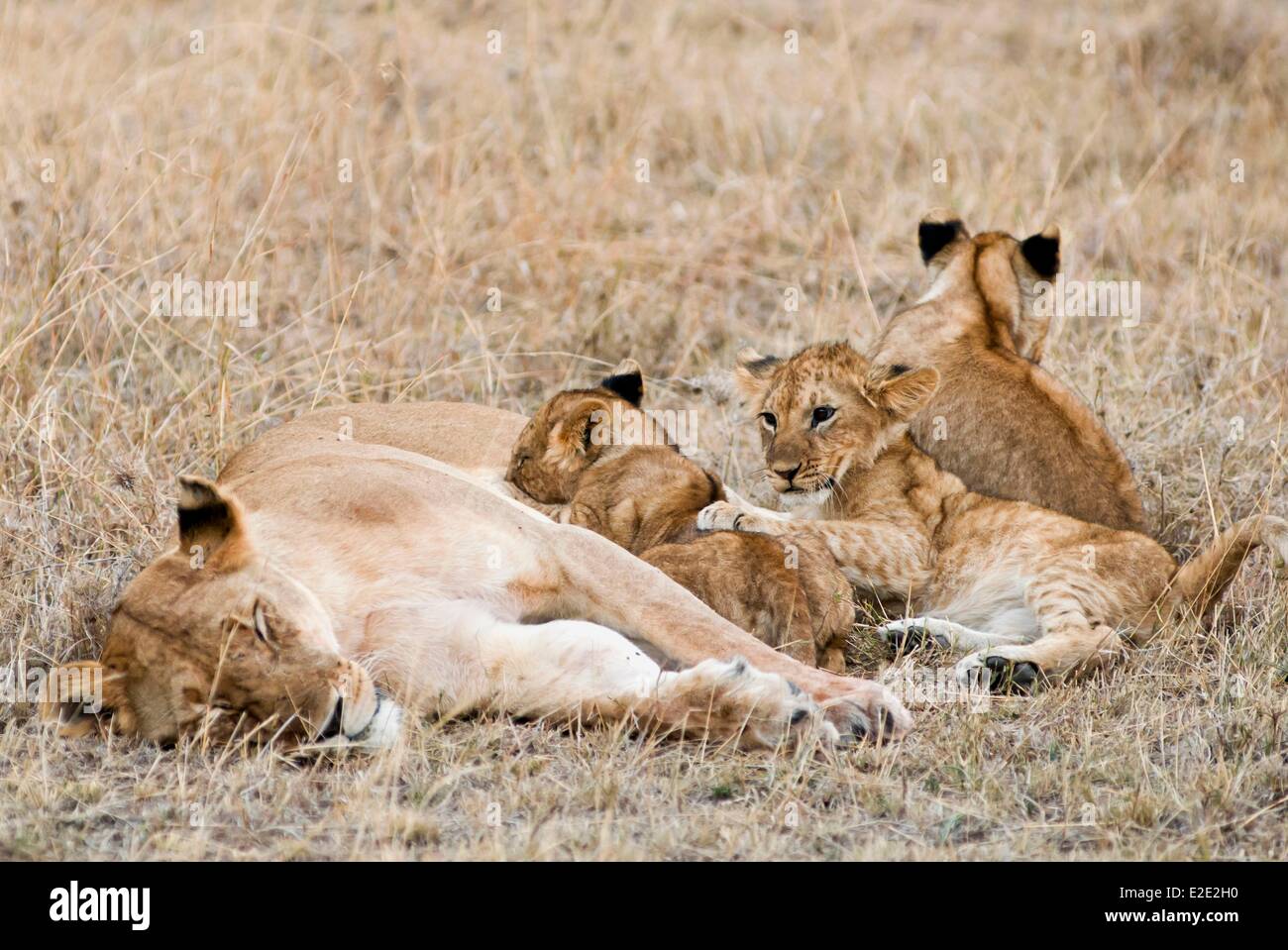 Kenya Masai Mara National Reserve lioness and Lion cub (Panthera leo ...