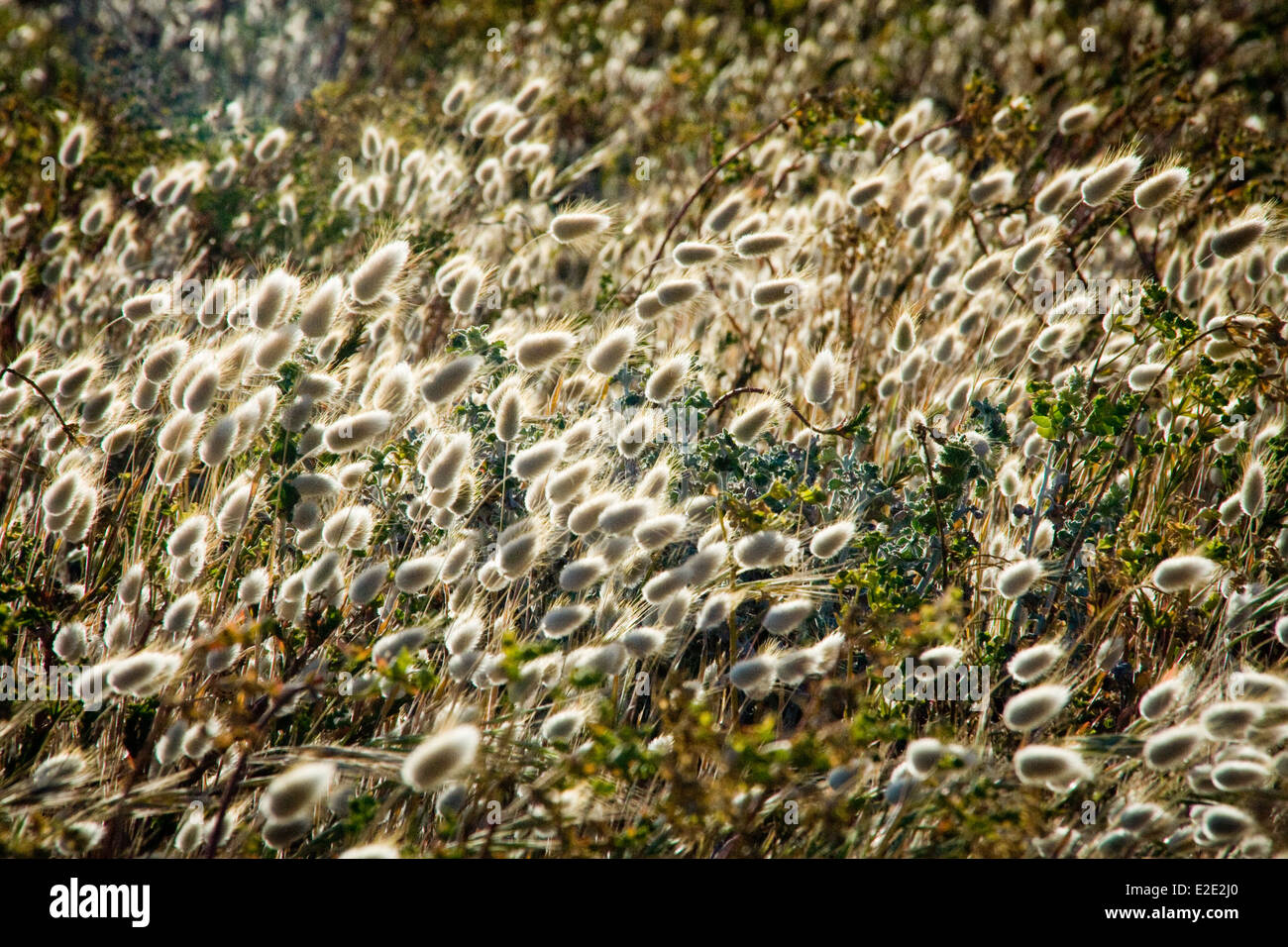 Field of grass in summer breeze Stock Photo