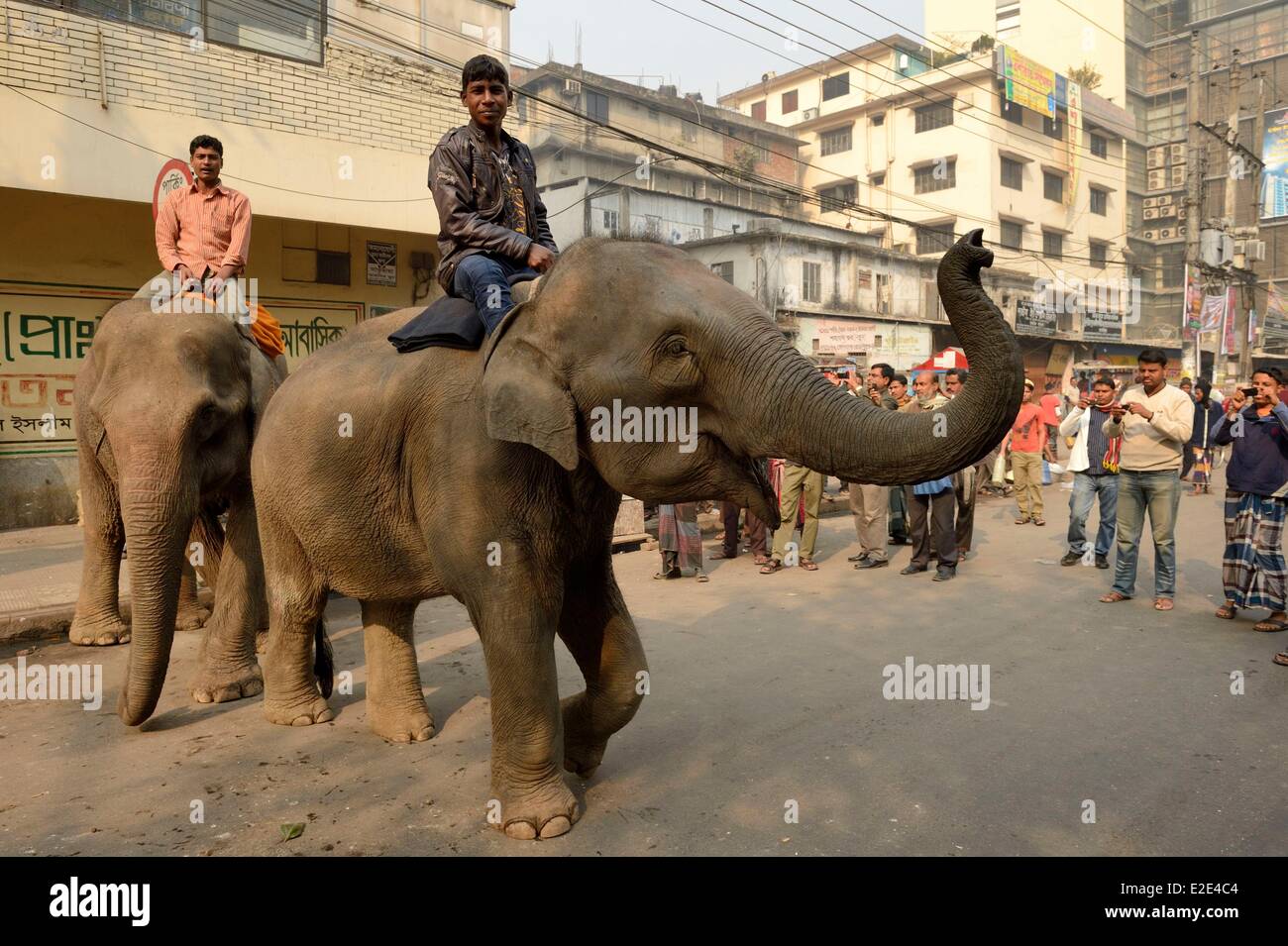 Animals of bangladesh hi-res stock photography and images - Alamy