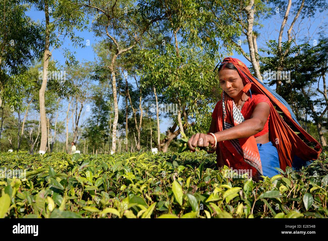 Bangladesh Sreemangal (ou Srimangal ou Srimongol) the tea capital is a hilly area with tea estates and orchards tea plantations Stock Photo