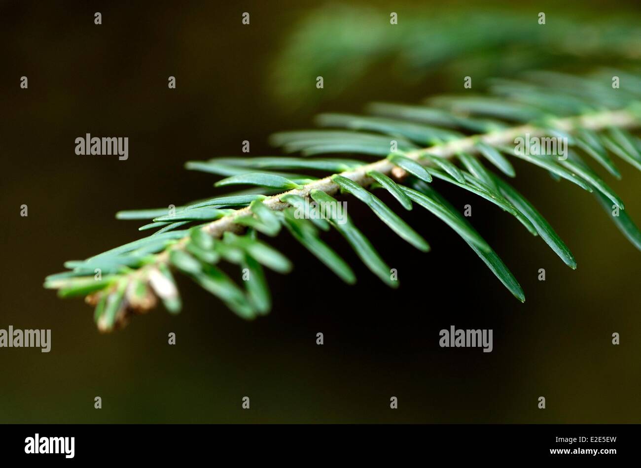 France, Vosges, Gerardmer, Kertoff forest, Silver fir (Abies pectinata), detail of a branch Stock Photo
