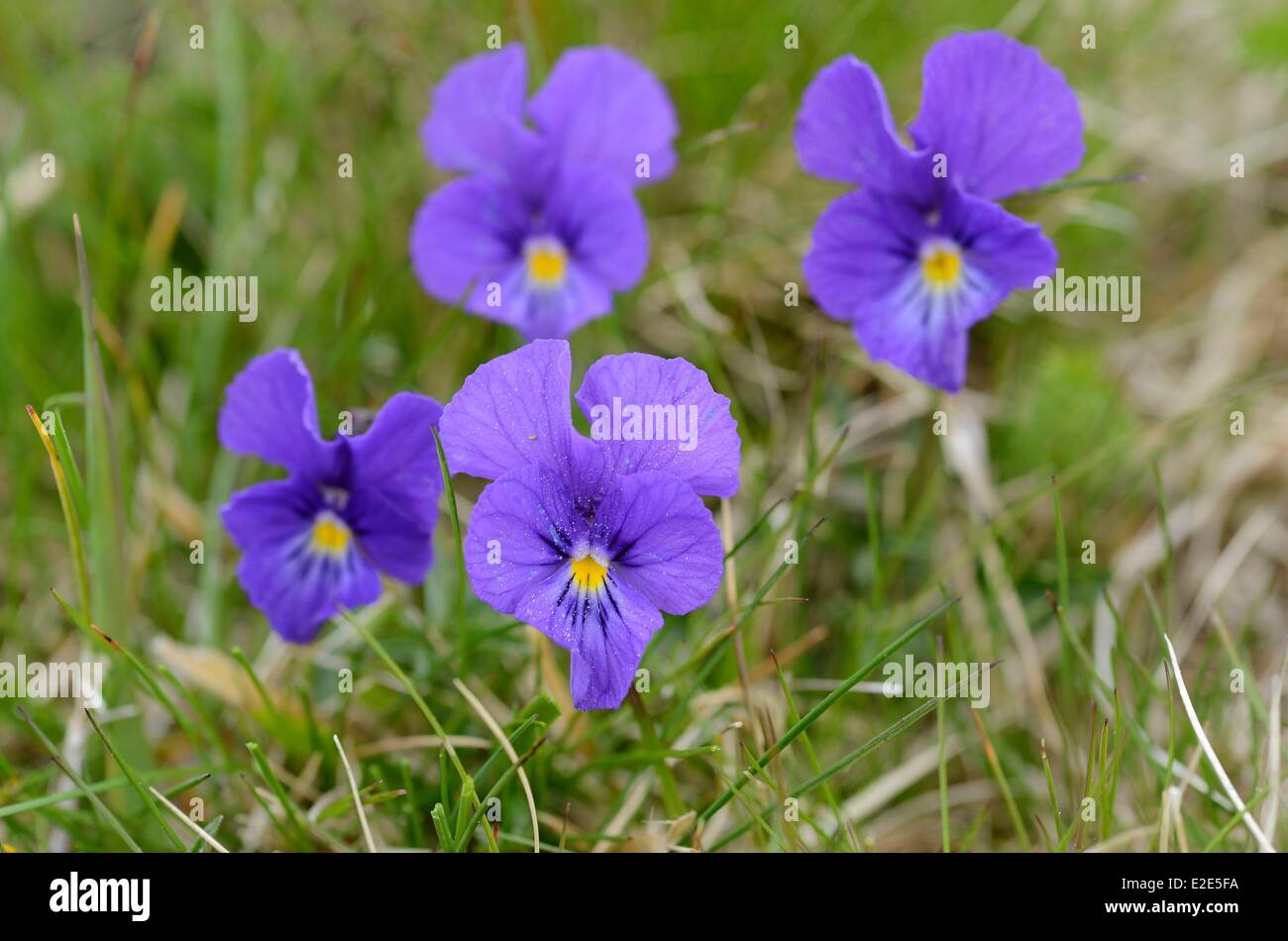 France, Territoire de Belfort), Ballon d Alsace, top, Viola lutea subsp. elegans Stock Photo