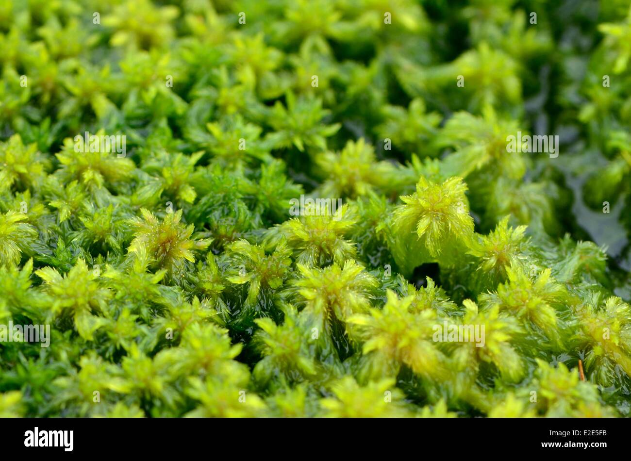 France, Vosges, Gerardmer, peat, sphagnum moss (Sphagnum sp) Stock Photo
