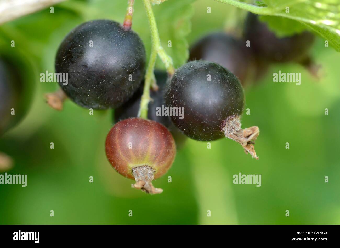 France, Territoire de Belfort, Belfort, garden, caseille (Ribes nigrum Ribes divaricatum) fruit Stock Photo