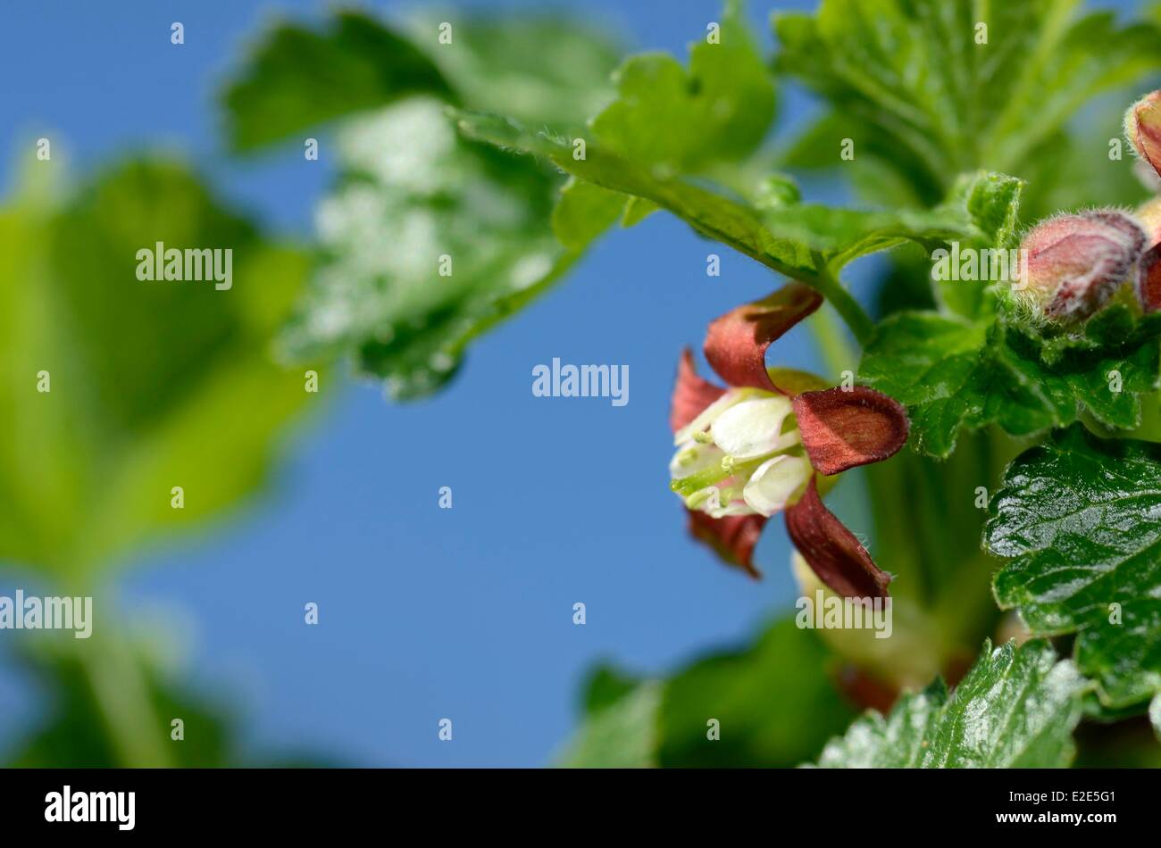 France, Territoire de Belfort, Belfort, garden, caseille (Ribes nigrum Ribes divaricatum) fleur Stock Photo