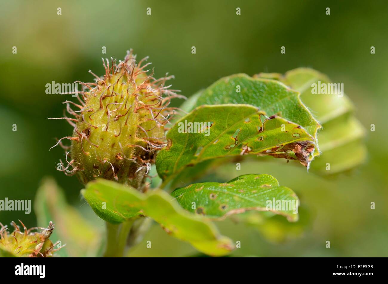 France, Vosges, Ballon d Alsace, forest, Common beech (Fagus sylvatica), beech Stock Photo