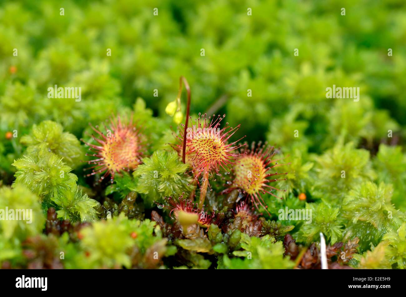 France, Vosges, Gerardmer, peat, sphagnum moss (Sphagnum sp) and Drosera (Drosera rotundifolia) Stock Photo