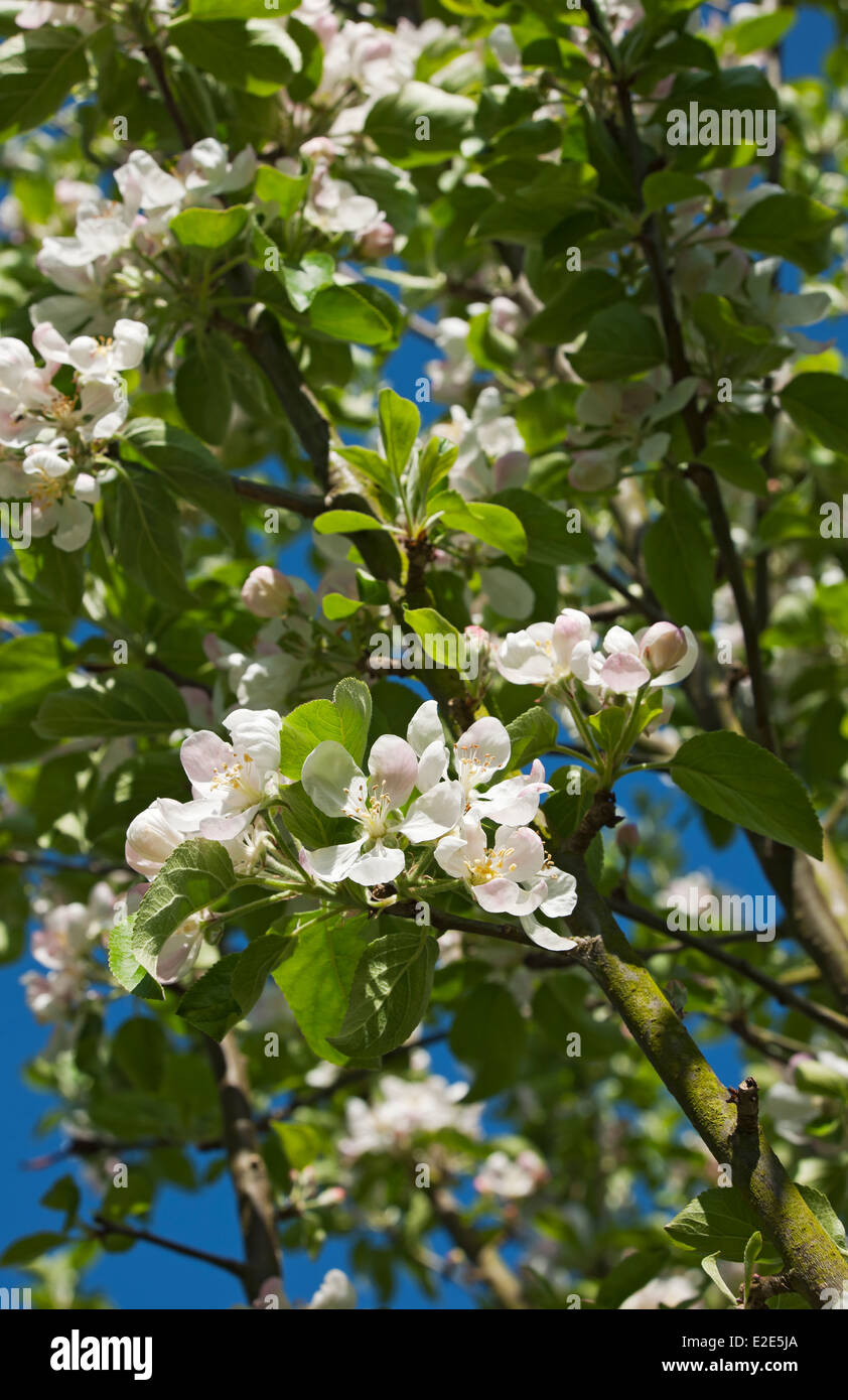 Close up of Apple blossom blossoms flower flowers flowering on tree in spring England UK United Kingdom GB Great Britain Stock Photo