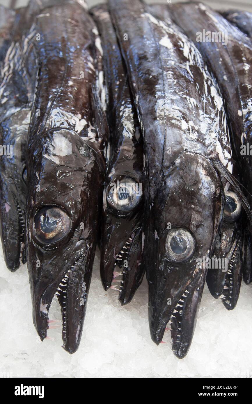 The Black Scabbardfish High Resolution Stock Photography And Images Alamy The Black Scabbardfish High Resolution Stock Photography And Images Alamy