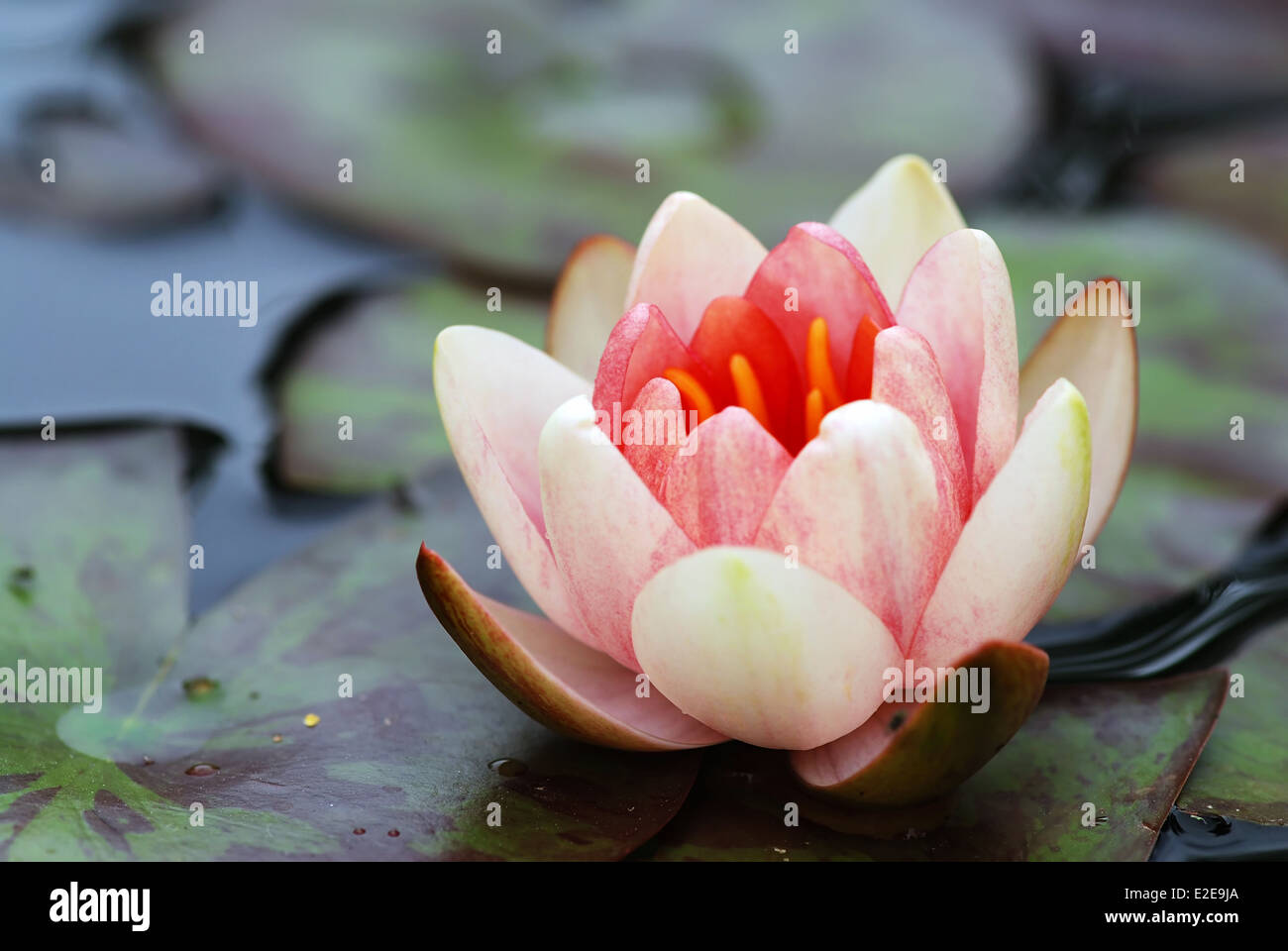 Beautiful blooming pink water lily detail in the pond Stock Photo