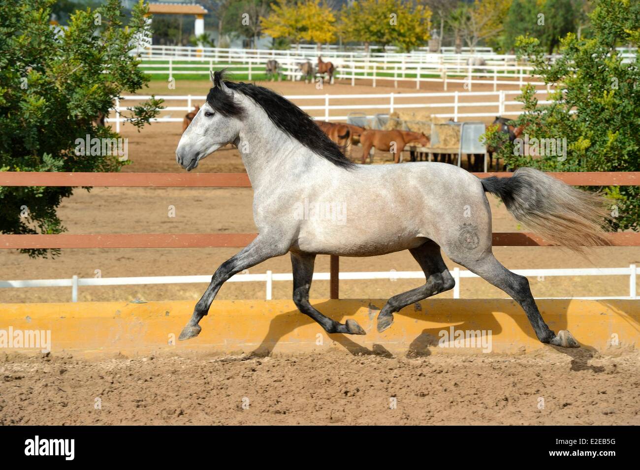 Spain Andalusia Seville Province Utrera the Ayala stud farm (Yeguada Ayala) training of an Andalusian horse also known as the Stock Photo