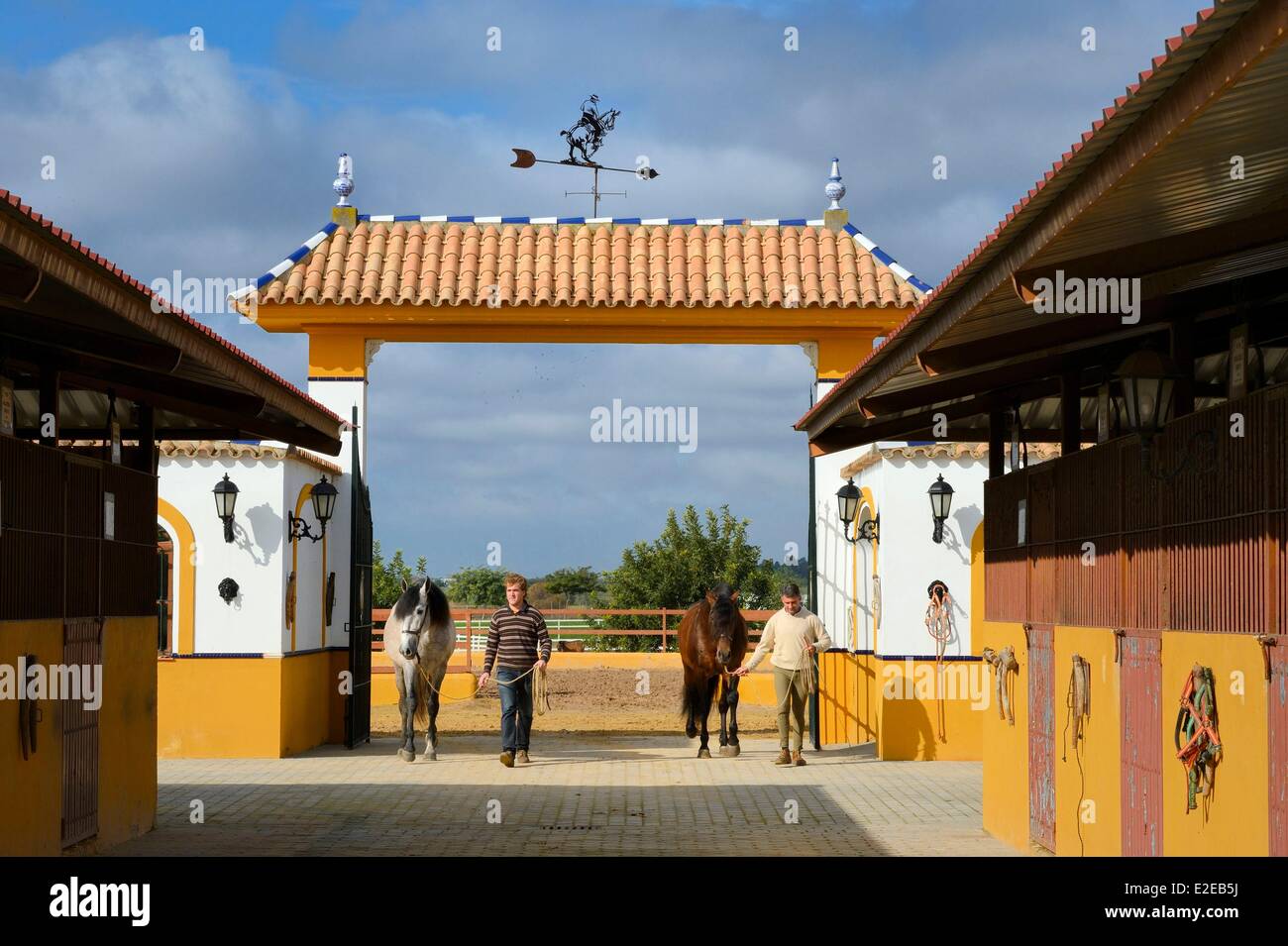 Spain Andalusia Seville Province Utrera the Ayala stud farm (Yeguada Ayala) Andalusian horse also known as the Pure Spanish Stock Photo