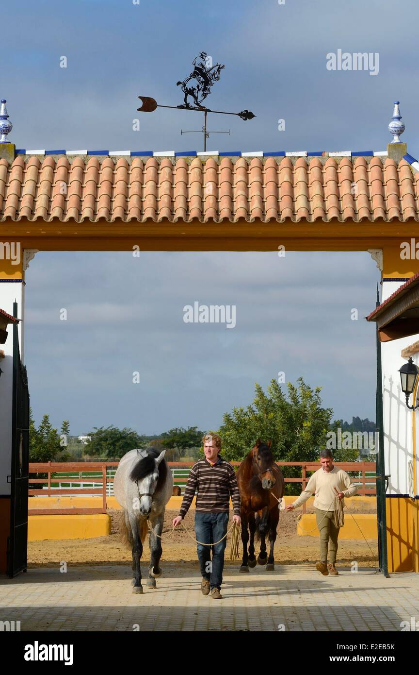Spain Andalusia Seville Province Utrera the Ayala stud farm (Yeguada Ayala) Andalusian horse also known as the Pure Spanish Stock Photo