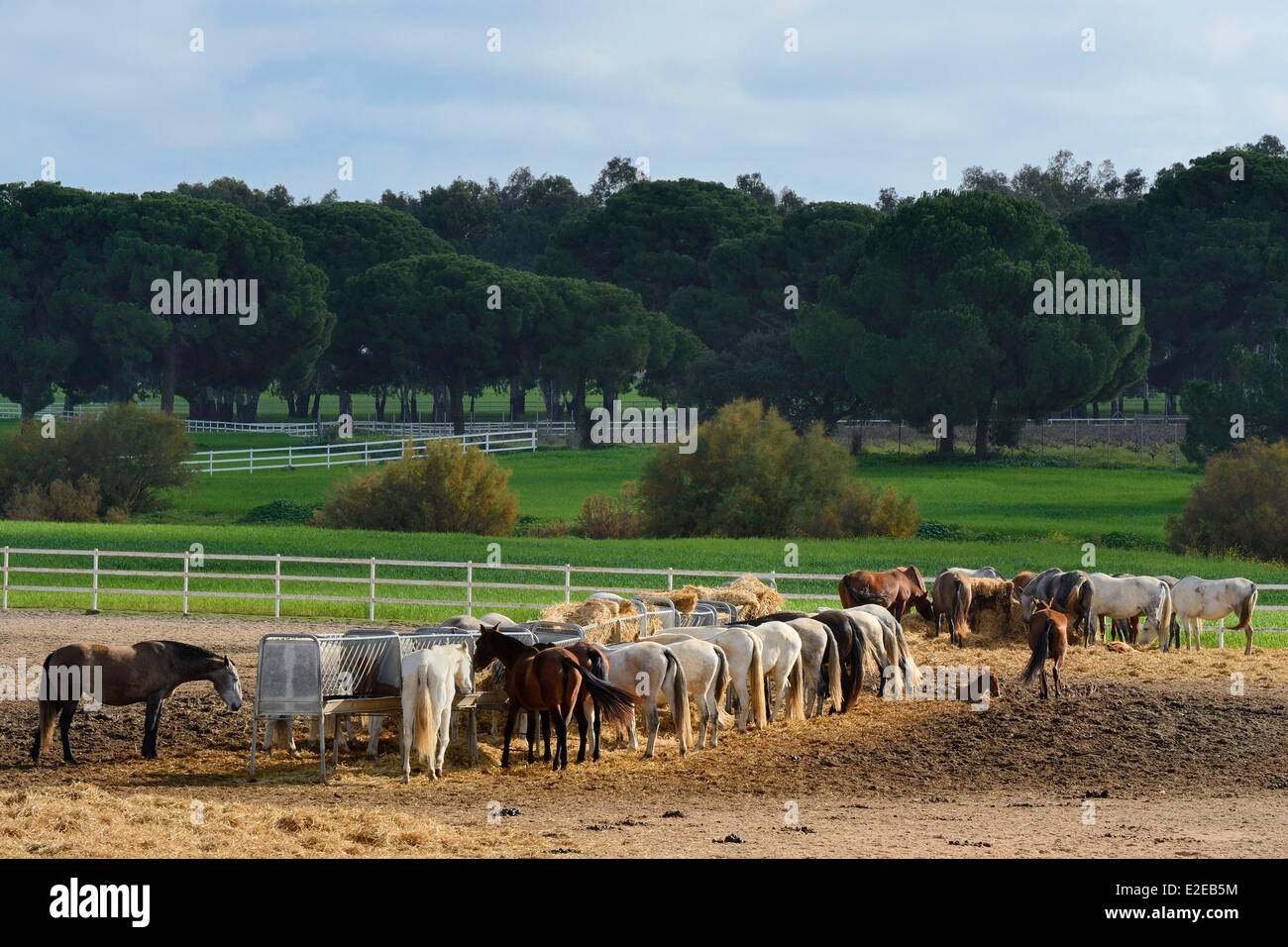 Spain Andalusia Seville Province Utrera the Ayala stud farm (Yeguada ...