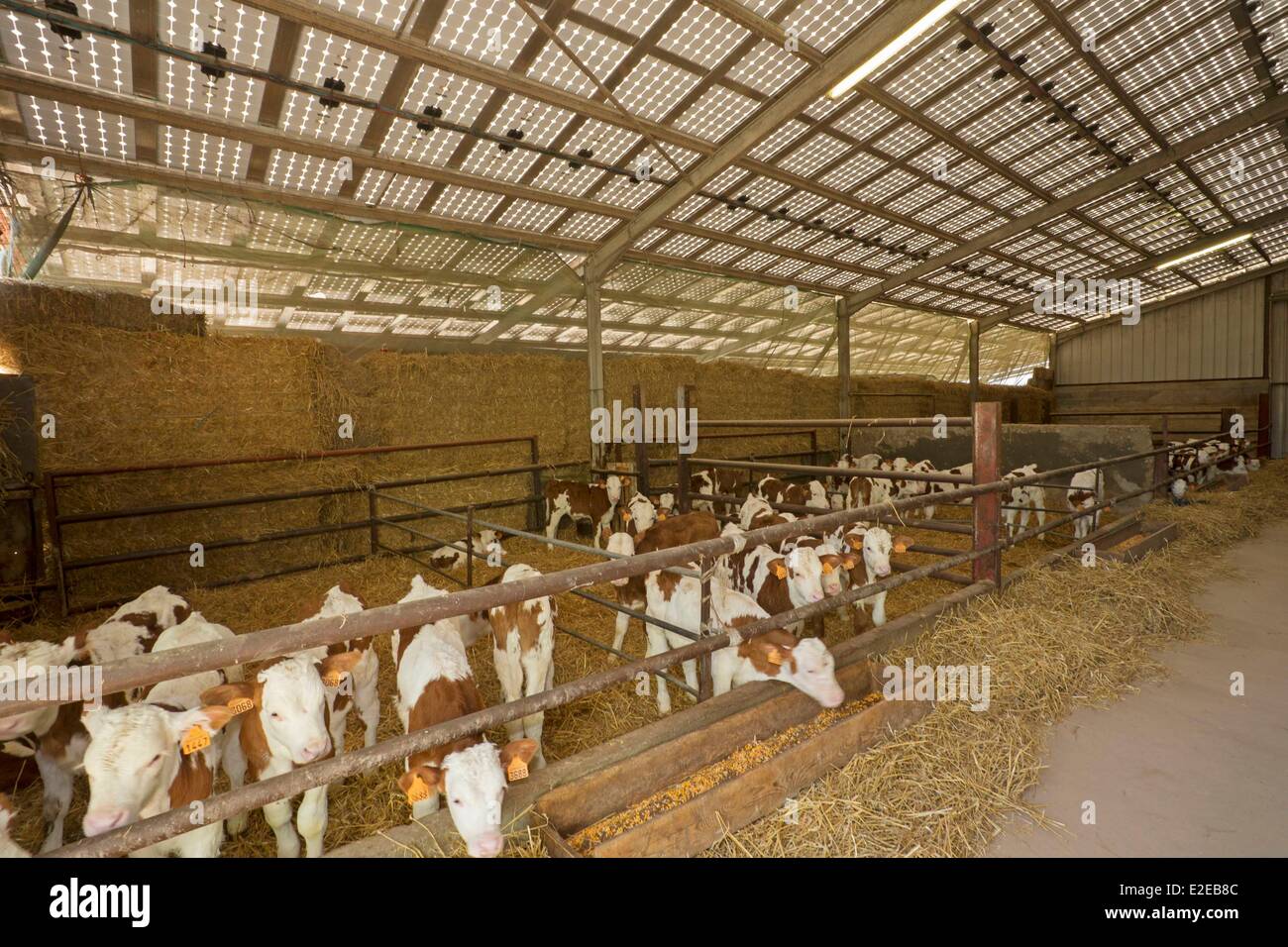 France, Bas Rhin, Siegen, livestock , rearing calves áin a barn covered ...