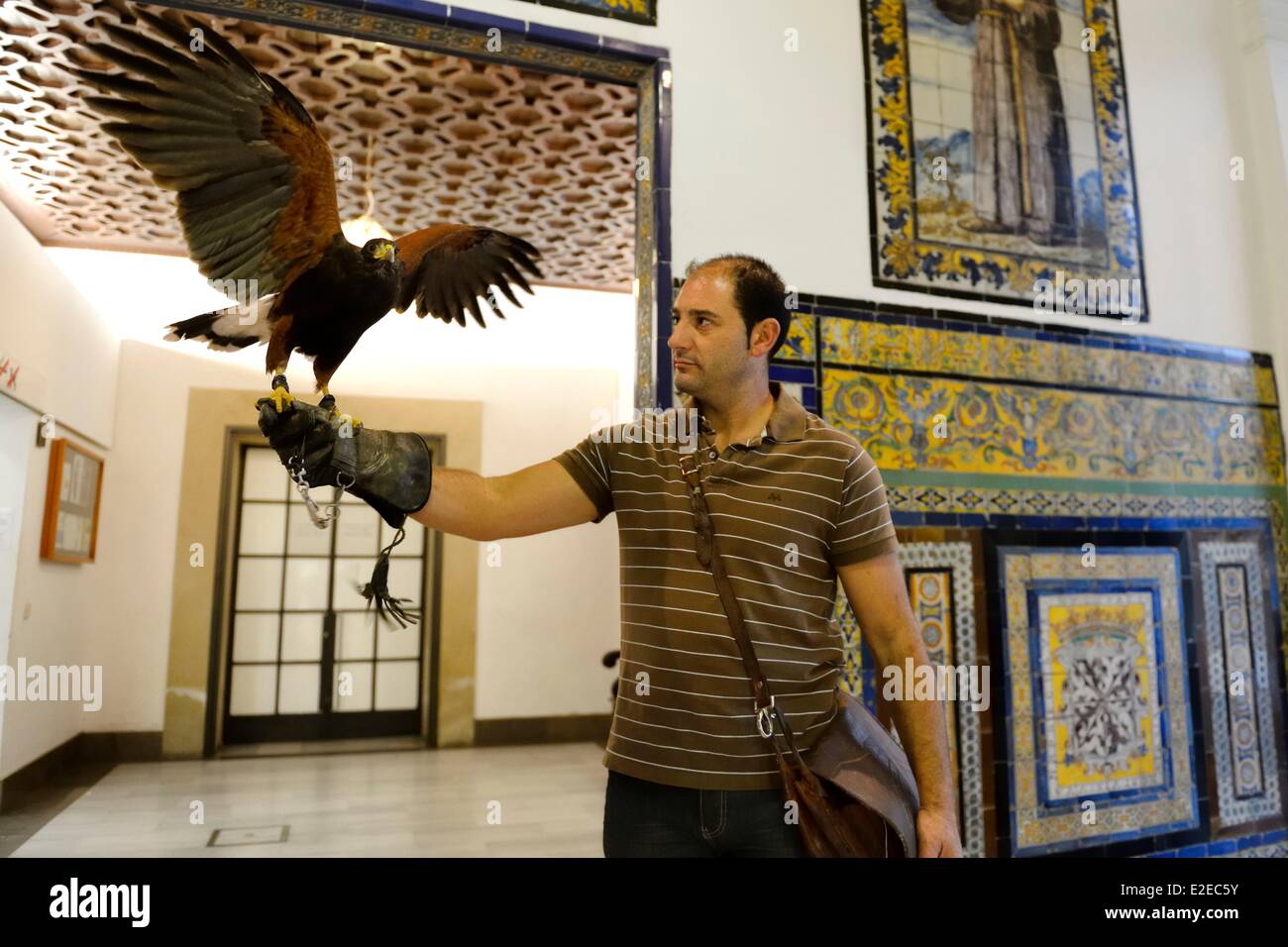 Spain, Andalusia, Seville, museum of Fine Arts, Harris Hawk (Parabuteo unicinctus) used to hunt unwanted pigeons Stock Photo