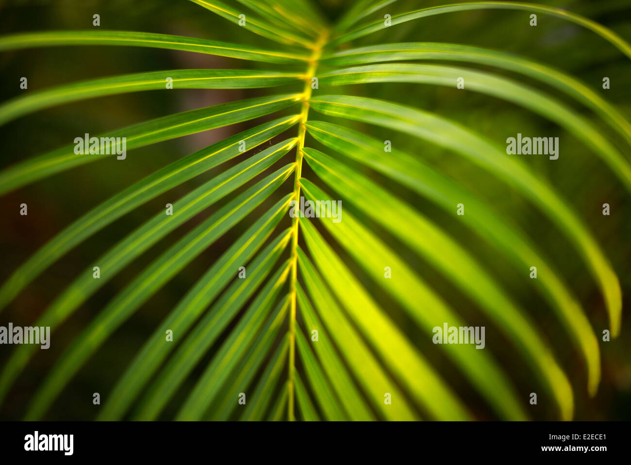 Close up of tropical plant. Mexico Stock Photo