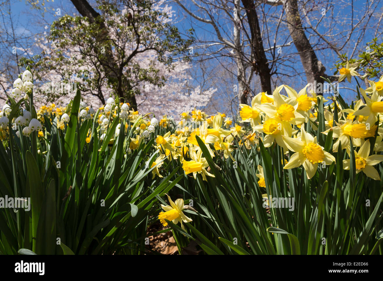 Daffodils in Full Bloom, Central Park Springtime, NYC, USA Stock Photo