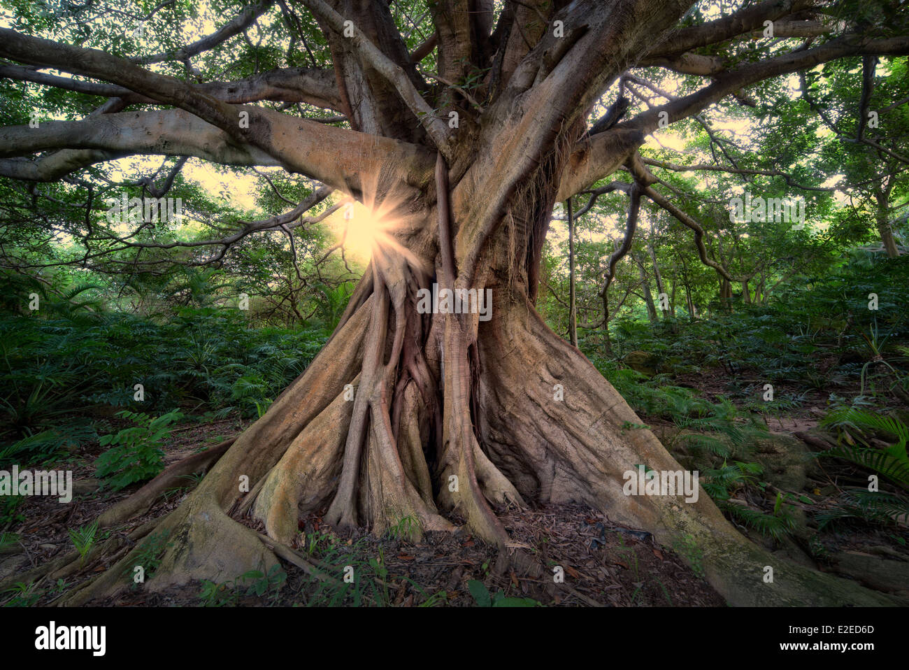 White Fig tree (Higuera blanca, with split leaf philodendron. Punta Mita, Mexico. Stock Photo