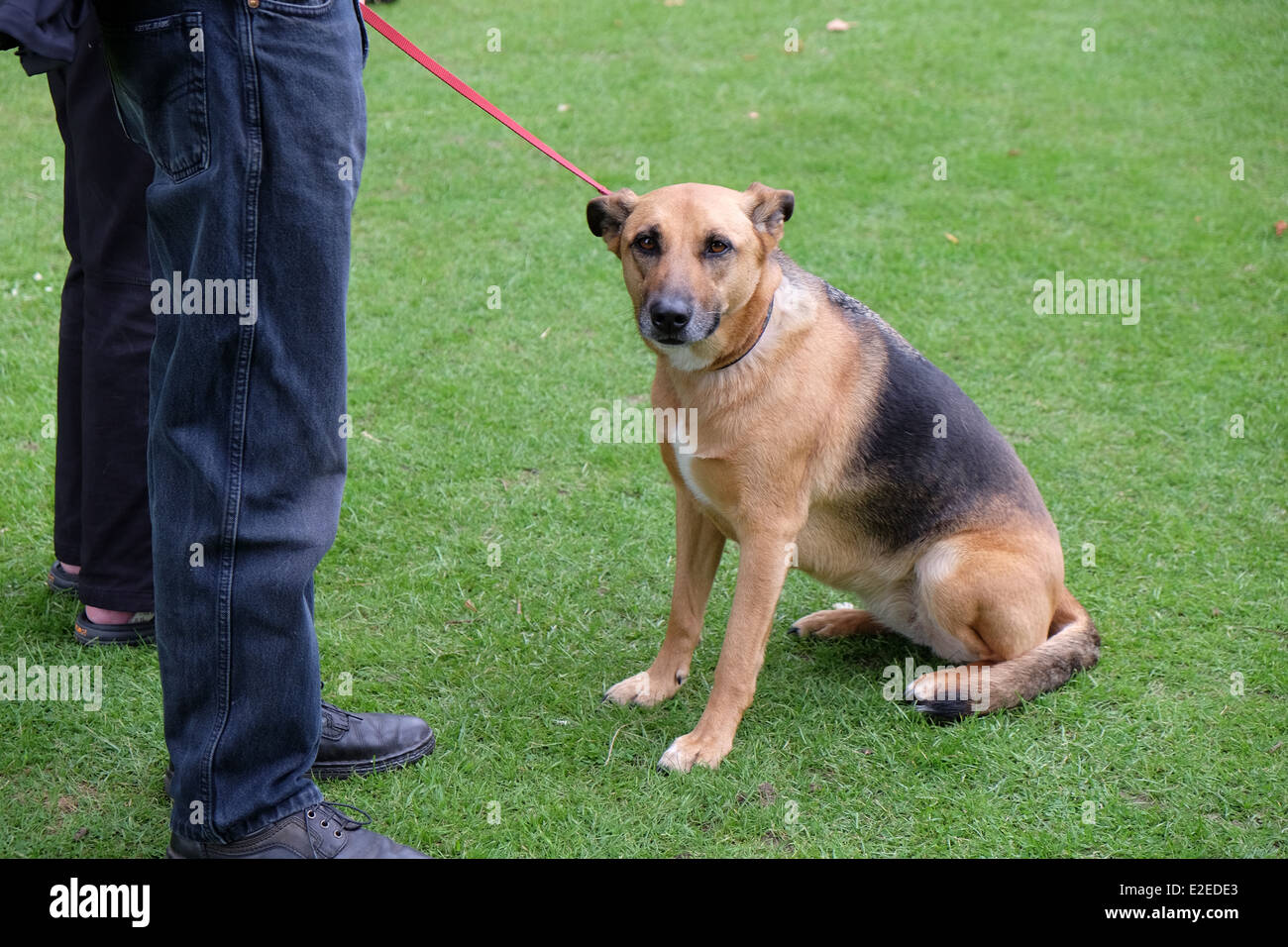 an obedient dog waiting for its owner. Stock Photo