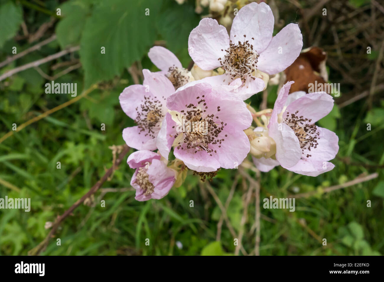 Blackberry plant blossom Stock Photo Alamy