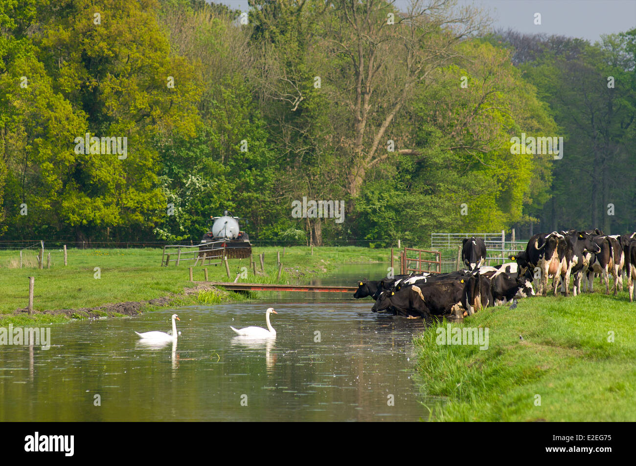 Swans and cows in a ditch cooling down during a warm summer day with a farmer working on the field Stock Photo