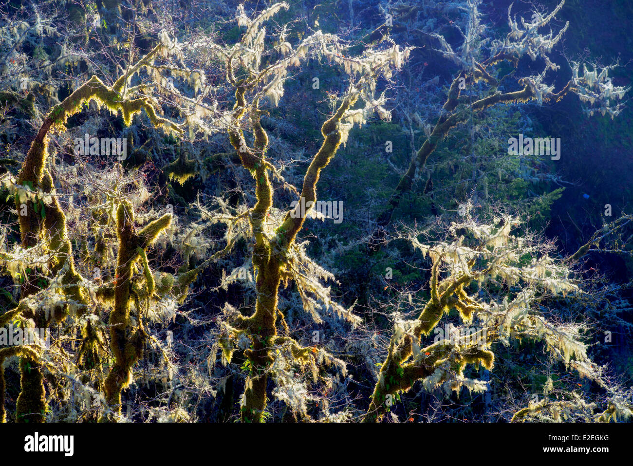Backlit moss on oak trees. Eagle Creek, Oregon Stock Photo