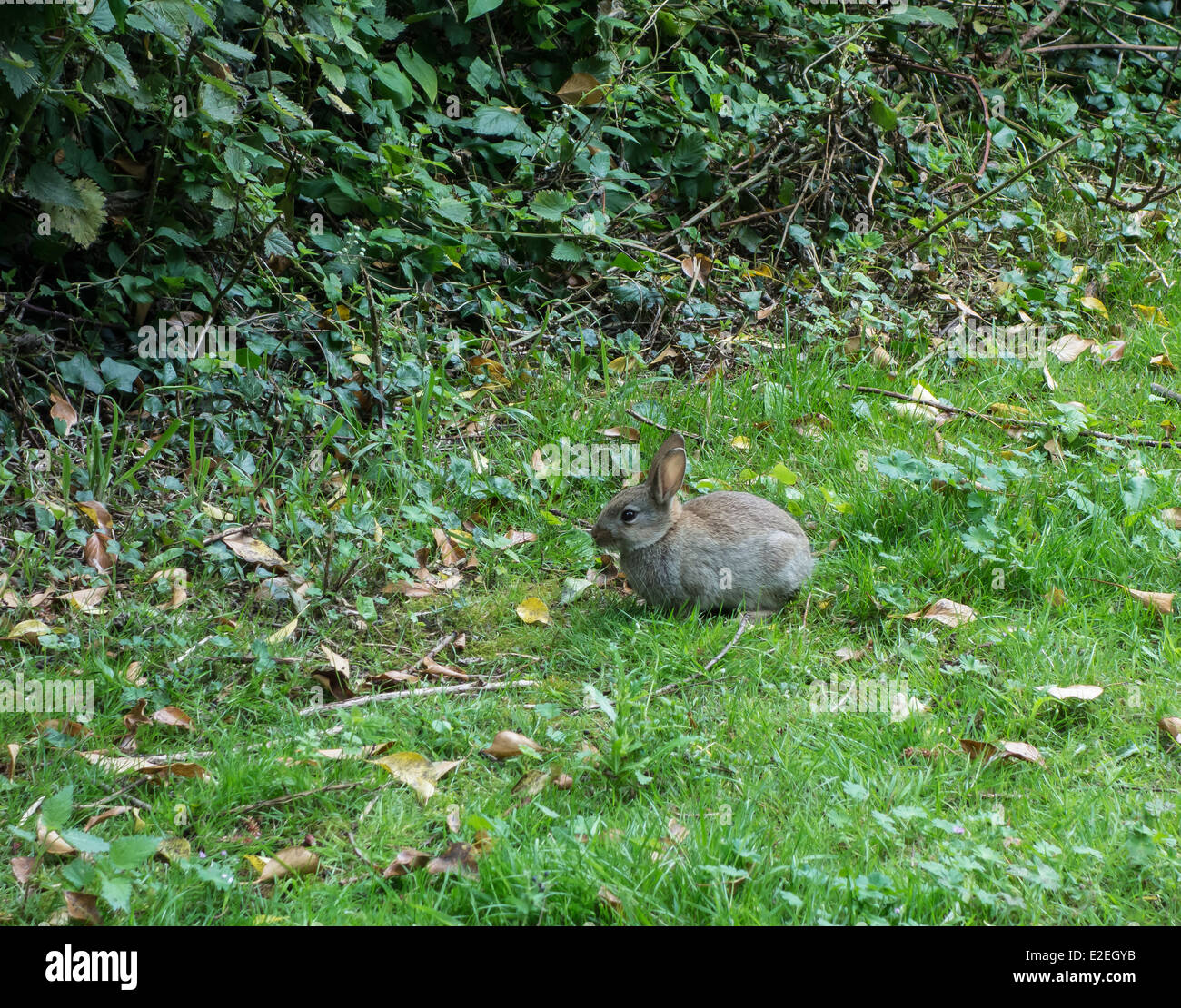 Young rabbit Stock Photo