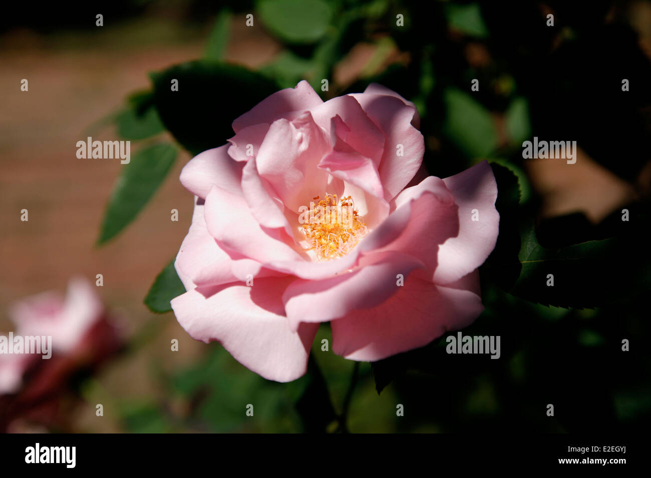 Bourbon rose hi-res stock photography and images - Alamy