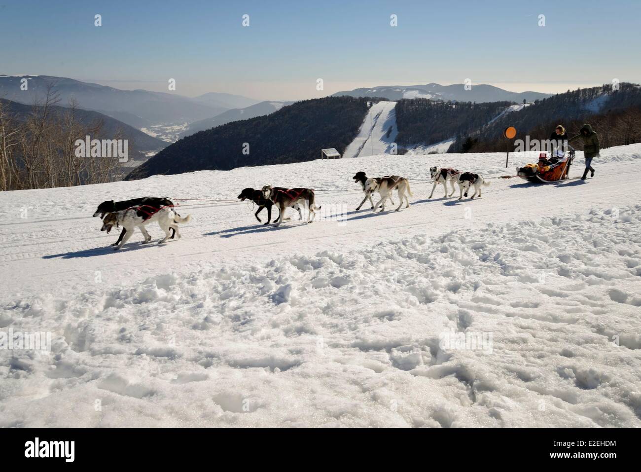 France, Territoire de Belfort, Ballon d'Alsace, top sled and dogs, overlooking the Doller valley Stock Photo