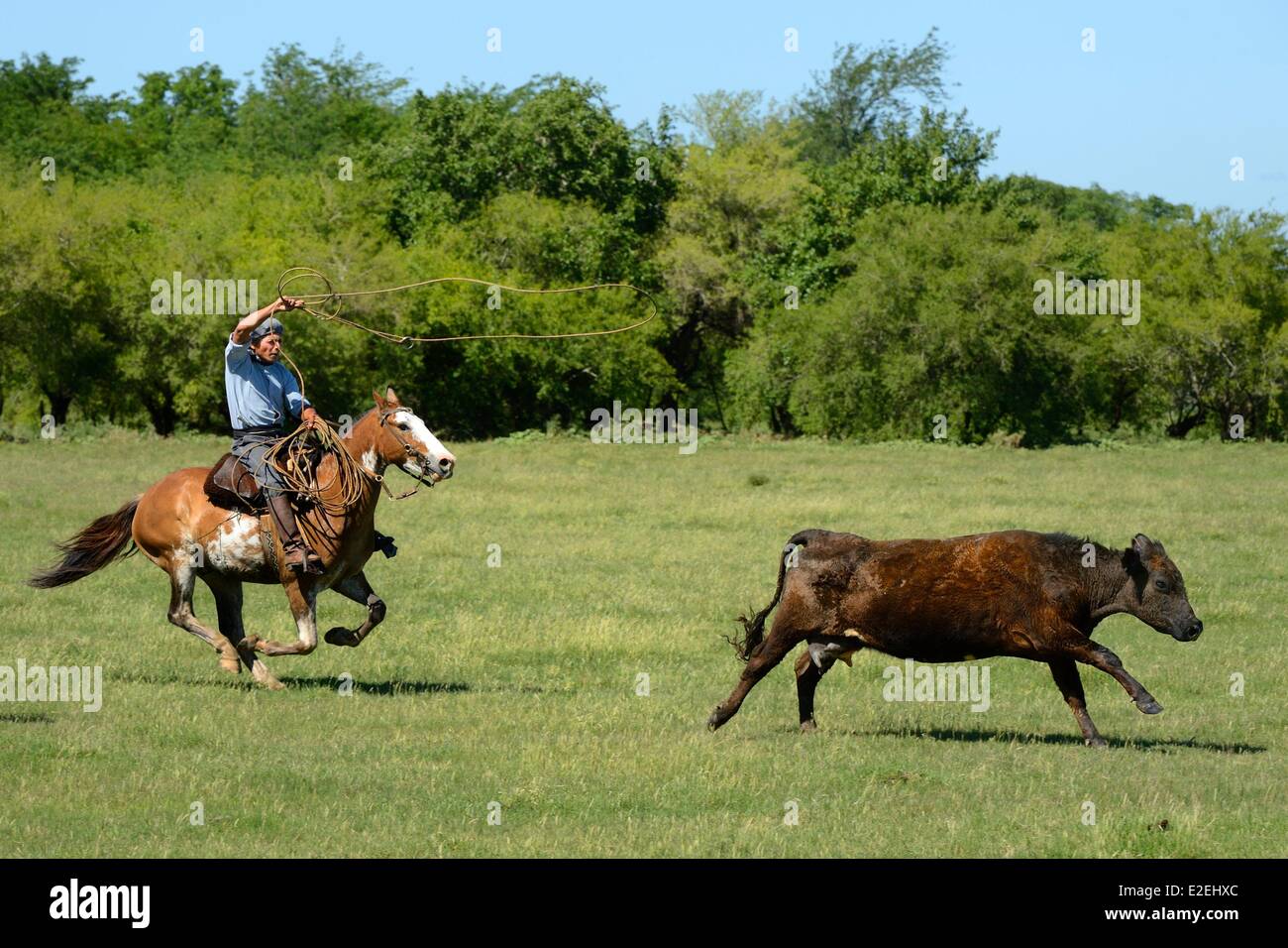 Argentina, Buenos Aires Province, San Antonio de Areco, estancia La Bamba de Areco, gaucho at work chasing a cow with a lasso Stock Photo