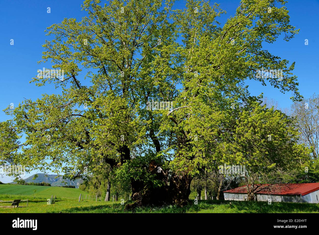 France, Jura, Bracon, Grange Sauvaget lime dating from the late 15th century listed Remarkable tree, Tilia grandifolia Stock Photo