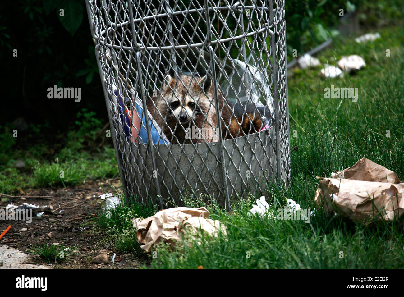 Raccoon in trash can looking for food Stock Photo