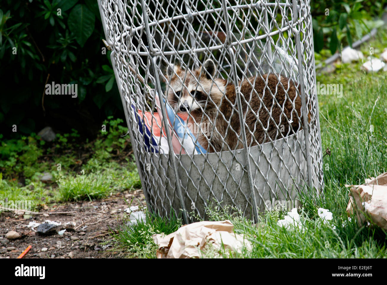 Raccoon in trash can looking for food. Stock Photo