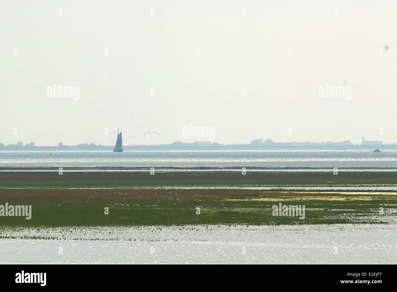 Low tide in the Wadden Sea with birds feeding seen from Schiermonnikoog with the Dutch coast in the background, The Netherlands Stock Photo