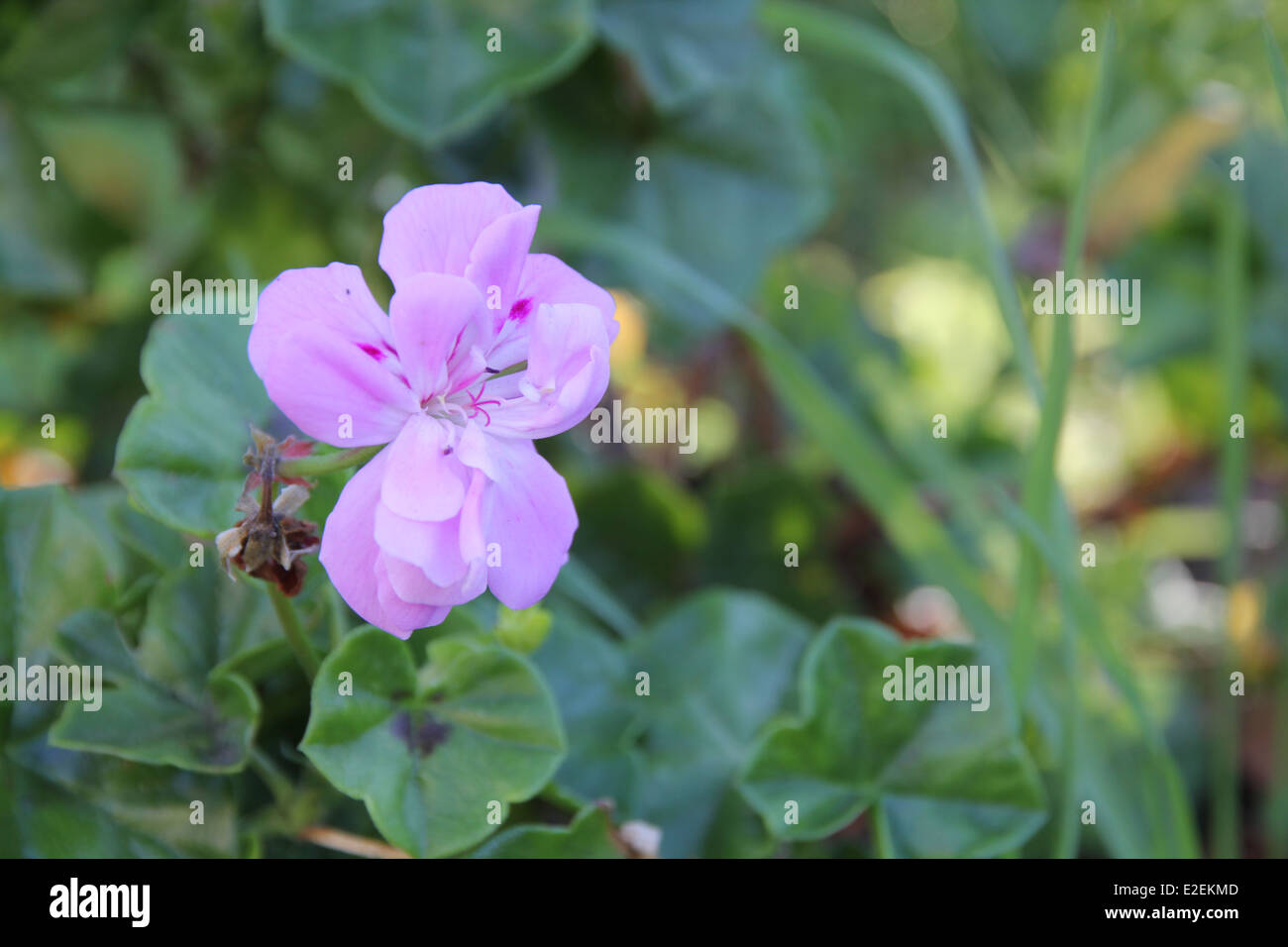 Purple flower in a garden Stock Photo - Alamy