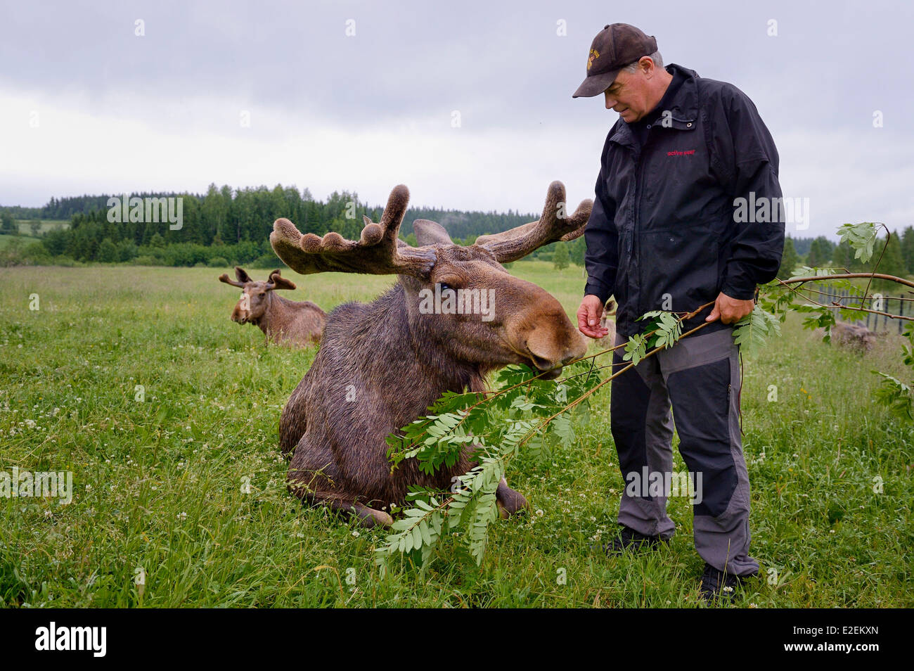 Sweden, Vasterbotten County, Umea region, Bjurholm, the Elk's House (Algens Hus), livestock Stock Photo