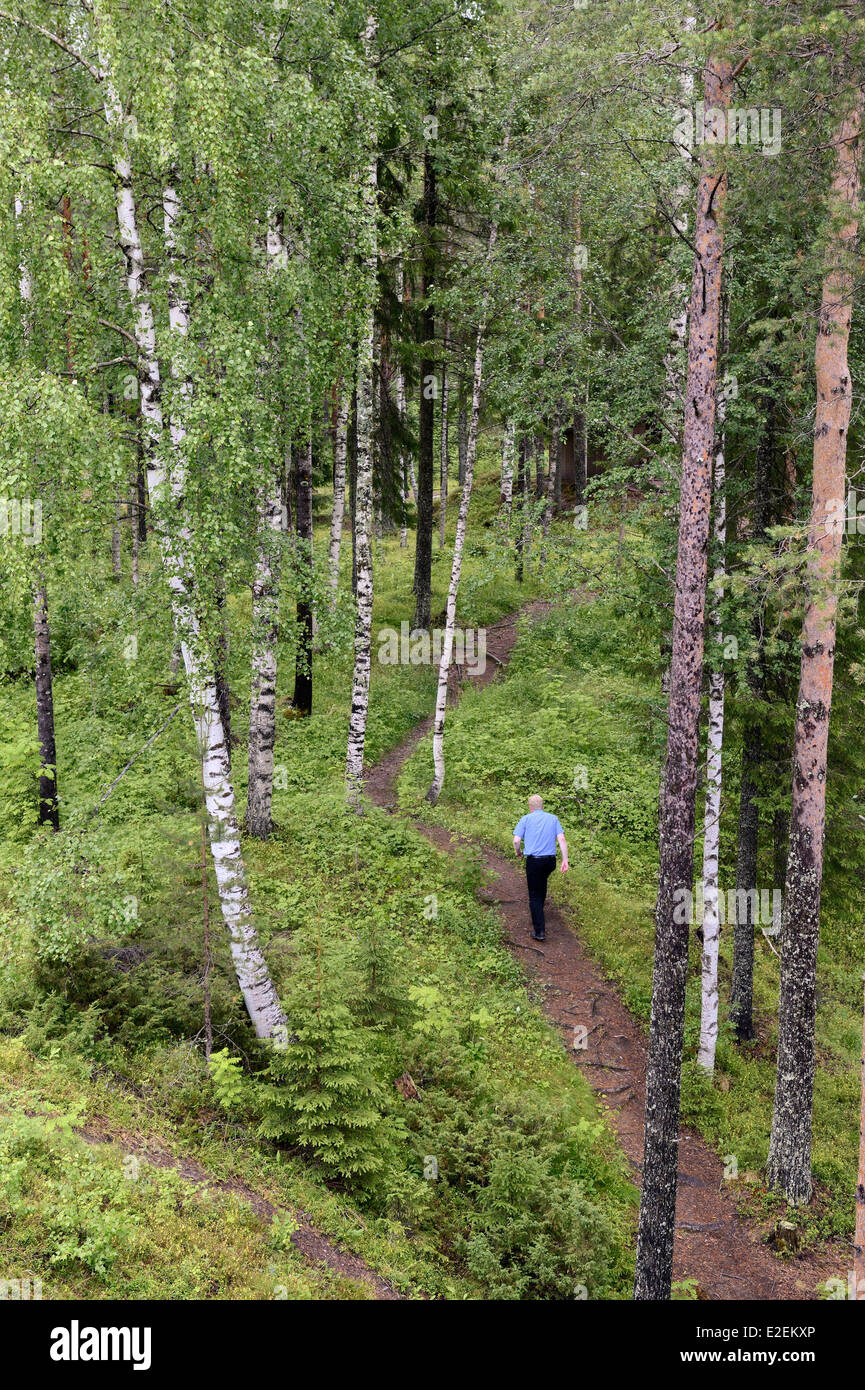 Sweden, Vasterbotten County, Umea region, birch forest at Tallberg Stock Photo