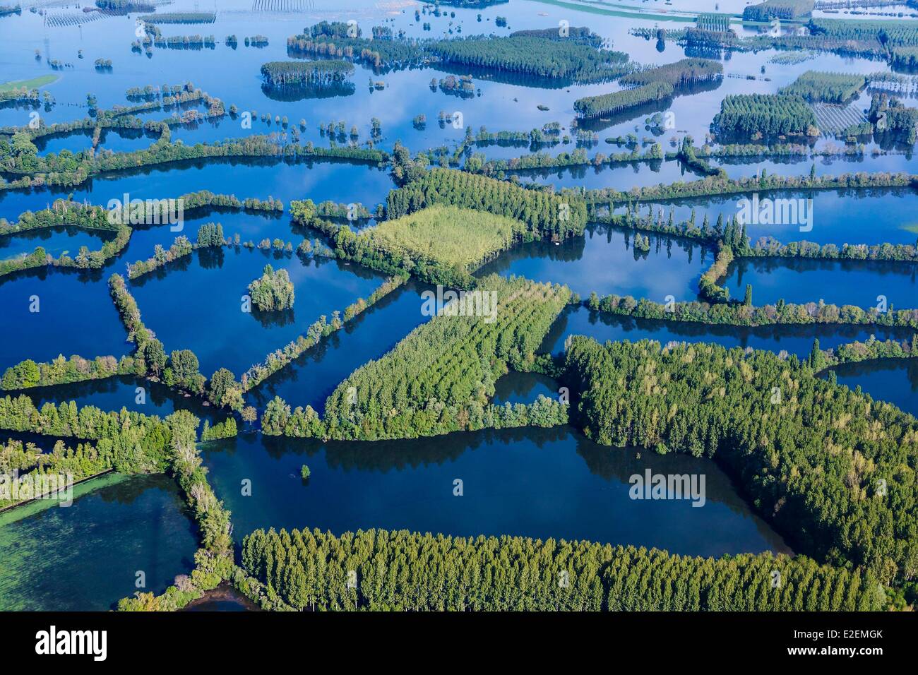 France, Maine et Loire, Briollay, trees in the water (aerial view) Stock Photo