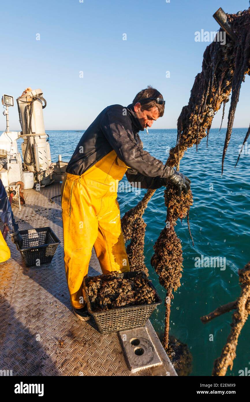 Collecting mussels hires stock photography and images Alamy
