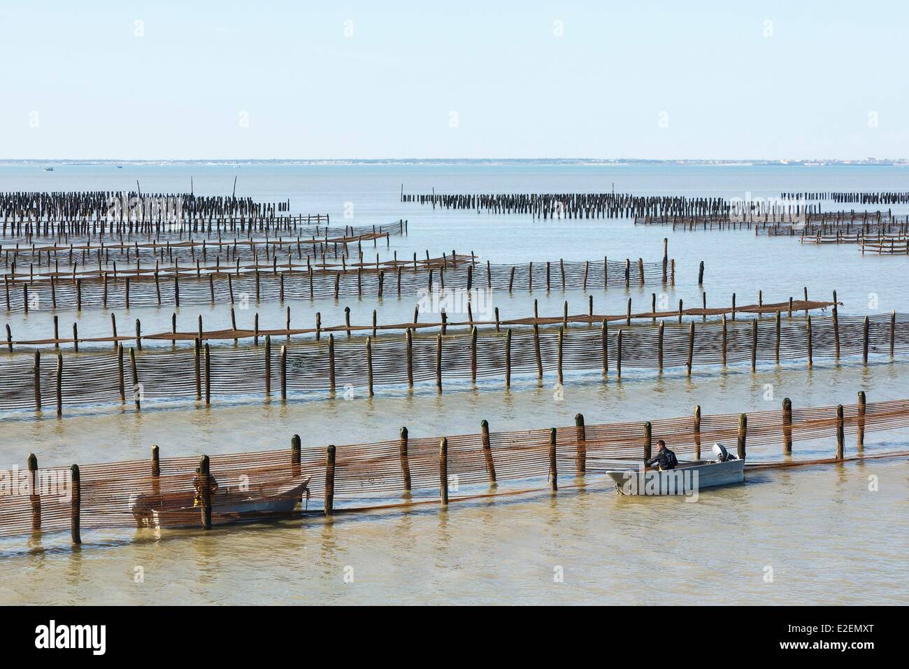 France, Vendee, L'Aiguillon sur Mer, installing mussel seed ropes on poles Stock Photo